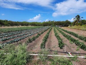 Agricultural Education in Antigua and Barbuda