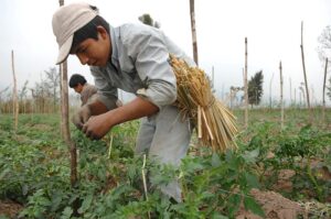 Agricultural Education in Argentina: A Comprehensive Overview