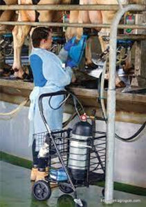 Armenta’s Non-Antibiotic Treatment in Agriculture 2