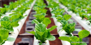 Agricultural in Bahrain