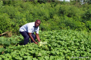 Agricultural in The Bahamas