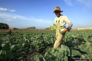 Agriculture in Algeria