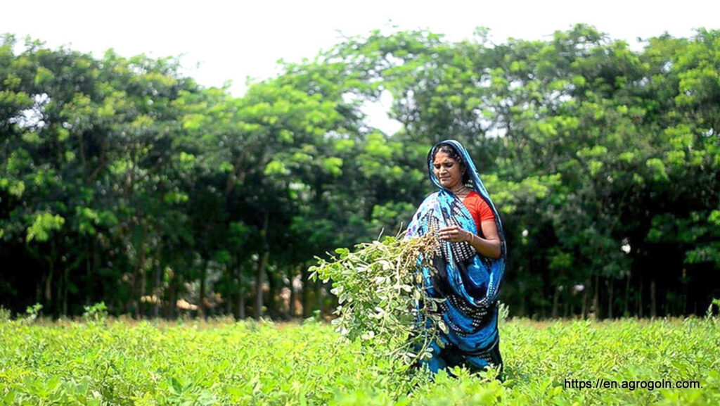 Agricultural Bank Loan Policy of Bangladesh