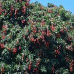 Favourable Weather Raises Hopes for a Strong Litchi Harvest
