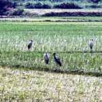 Kushtia and Two Other Districts Under Threat Due to Global Warming