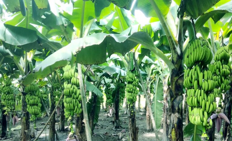 Banana Boom in Rangpur Needs Urgent Post Harvest Solutions featured