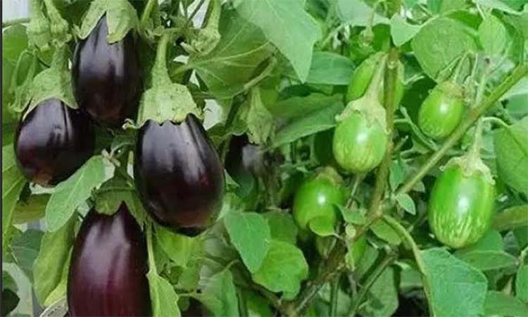 Dinajpurs Aubergine Boom High Yields Temper Price Fall featured